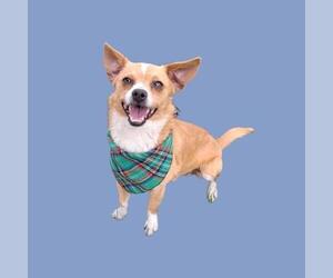 Chihuahua Dogs for adoption in Bakersfield, CA, USA