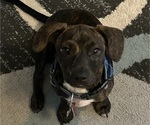 Puppy Lefty French Bull Weiner