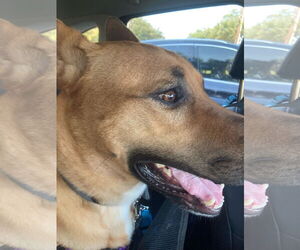 German Shepherd Dog-Unknown Mix Dogs for adoption in Denton, TX, USA