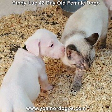 Medium Photo #72 Dogo Argentino Puppy For Sale in PINEVILLE, MO, USA
