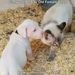 Small Photo #72 Dogo Argentino Puppy For Sale in PINEVILLE, MO, USA