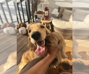 Mother of the Golden Retriever puppies born on 10/02/2025