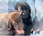Small Photo #3 Labrador Retriever Puppy For Sale in BATTLE GROUND, WA, USA