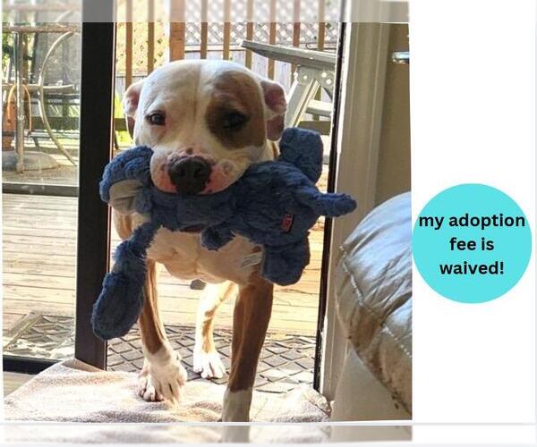 Medium Photo #4 American Pit Bull Terrier-Unknown Mix Puppy For Sale in Santa Cruz, CA, USA