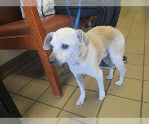 Chihuahua Dogs for adoption in Ocala, FL, USA