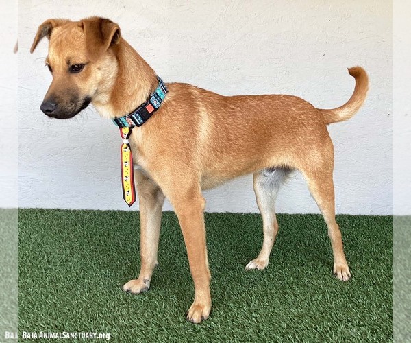 Medium Photo #3 Chinook-Unknown Mix Puppy For Sale in San Diego, CA, USA