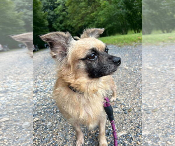 Medium Photo #4 Cairanian Puppy For Sale in Lewistown, PA, USA