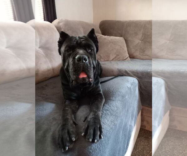 Medium Photo #4 Mutt Puppy For Sale in Belleville, MI, USA