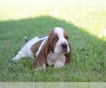 Small #2 Basset Hound