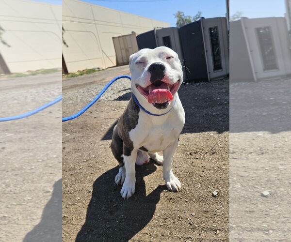 Medium Photo #4 American Pit Bull Terrier-Unknown Mix Puppy For Sale in El Centro, CA, USA