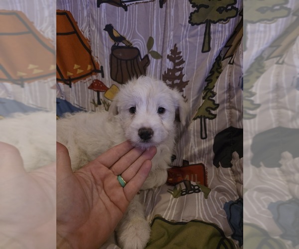Medium Photo #7 Chizer Puppy For Sale in MONTEZUMA, GA, USA