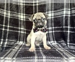 Small #1 Pug