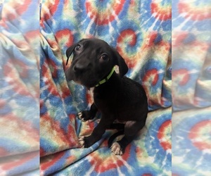 Great Dane Puppy for sale in PALESTINE, WV, USA