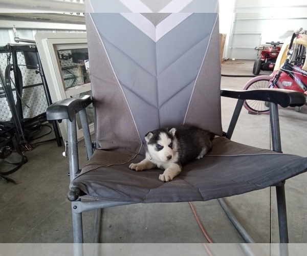 Medium Photo #5 Siberian Husky Puppy For Sale in WESTCLIFFE, CO, USA