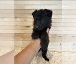 Small Photo #4 German Shepherd Dog Puppy For Sale in CHARITON, IA, USA