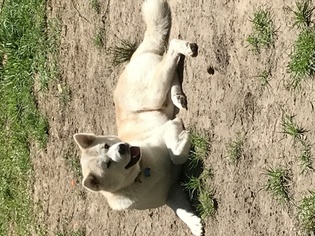 Father of the Akita puppies born on 05/15/2018