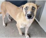 Small #1 Mutt
