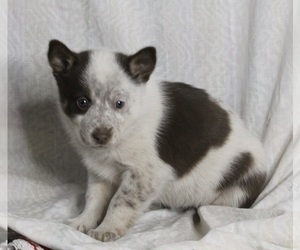 Siberian Husky-Texas Heeler Mix Puppy for sale in FREDERICKSBURG, OH, USA