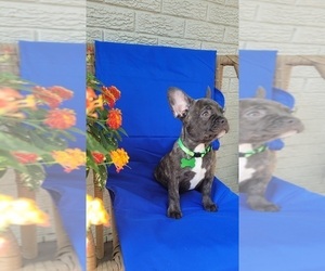 French Bulldog Puppy for sale in INDIANAPOLIS, IN, USA