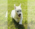 Image preview for Ad Listing. Nickname: Sasha