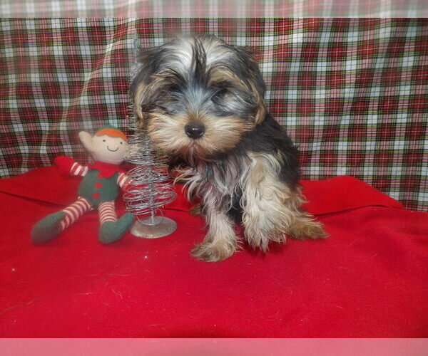 Medium Photo #4 Yorkshire Terrier Puppy For Sale in PATERSON, NJ, USA