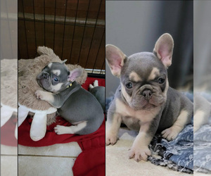 Medium French Bulldog