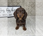 Small #3 Dachshund