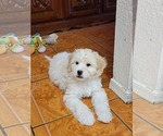 Small #1 Lhasa-Poo
