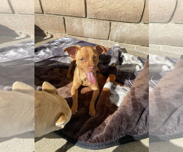 Medium Photo #8 Chihuahua-Unknown Mix Puppy For Sale in La Verne, CA, USA