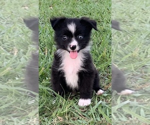 Miniature Australian Shepherd Puppy for sale in SMITHVILLE, AR, USA