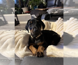 Medium Doberman Pinscher