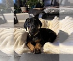 Puppy Flower Doberman Pinscher