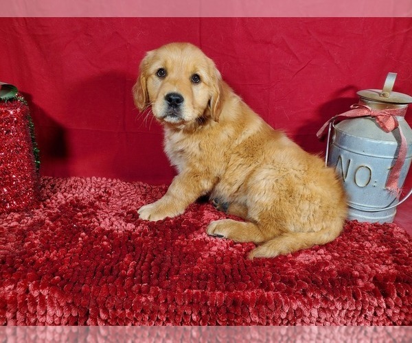 Medium Photo #7 Golden Retriever Puppy For Sale in BLACK FOREST, CO, USA