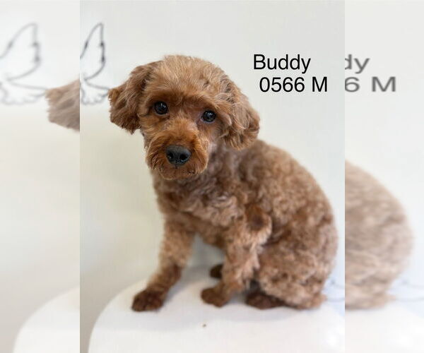 Medium Photo #1 Poodle (Miniature) Puppy For Sale in Studio City, CA, USA