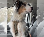 Small #1 Australian Shepherd