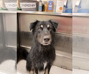 Australian Shepherd-German Shepherd Dog Mix Dogs for adoption in Webster, WI, USA