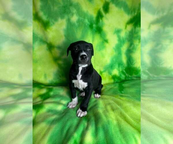 Medium Photo #1 American Staffordshire Terrier-Unknown Mix Puppy For Sale in New Oxford , PA, USA