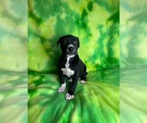 American Staffordshire Terrier-Unknown Mix Dogs for adoption in New Oxford , PA, USA