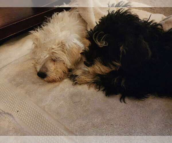 Medium Photo #3 Mutt Puppy For Sale in Wheaton, IL, USA