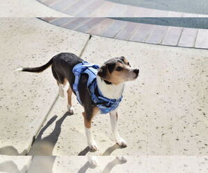 Cruiser-Tiny cutie - Male Beagle-Unknown Mix Dog for Adoption - Photo #3