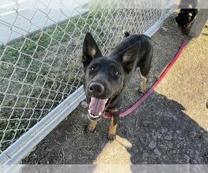 Mutt Dogs for adoption in Corpus Christi, TX, USA