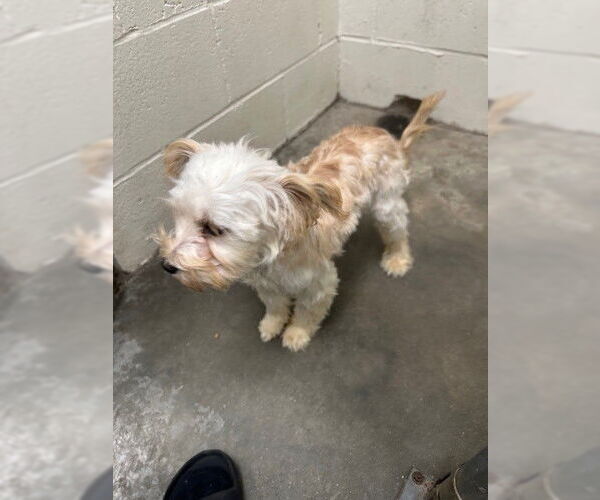 Medium Photo #1 Mutt Puppy For Sale in Rosenberg, TX, USA