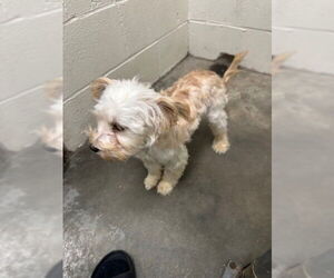Mutt Dogs for adoption in Rosenberg, TX, USA
