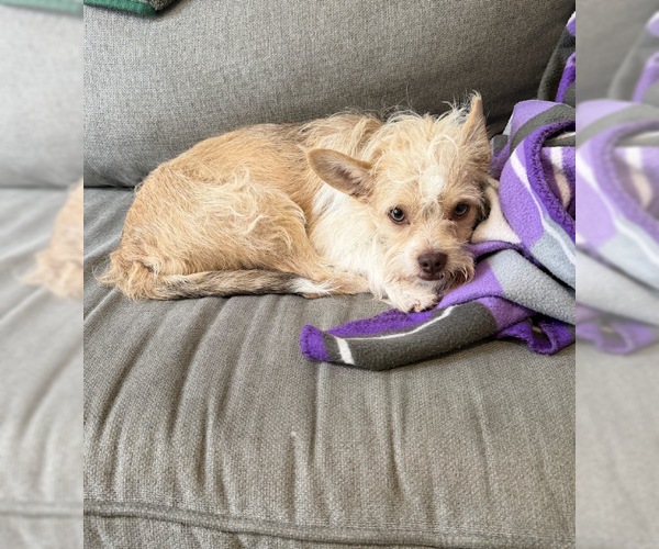 Medium Photo #4 Mutt Puppy For Sale in Brooklyn, NY, USA