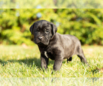 Small Photo #8 Cane Corso Puppy For Sale in MENTONE, IN, USA