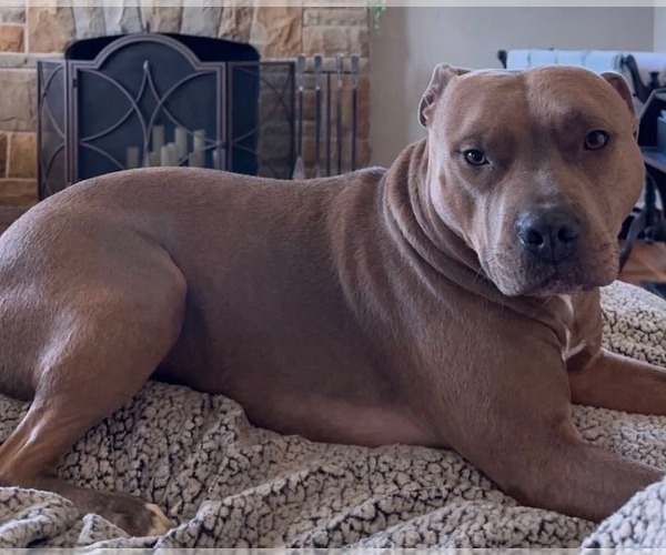 Medium Photo #4 American Pit Bull Terrier-Unknown Mix Puppy For Sale in Germantown, OH, USA