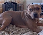 Small Photo #4 American Pit Bull Terrier-Unknown Mix Puppy For Sale in Germantown, OH, USA