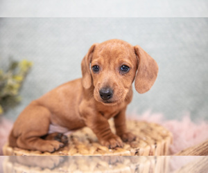 Medium Dachshund