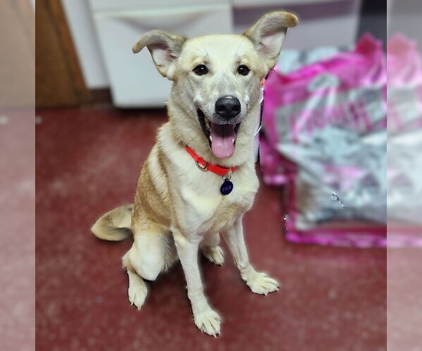 Medium Photo #17 Huskies -Unknown Mix Puppy For Sale in Fargo, ND, USA
