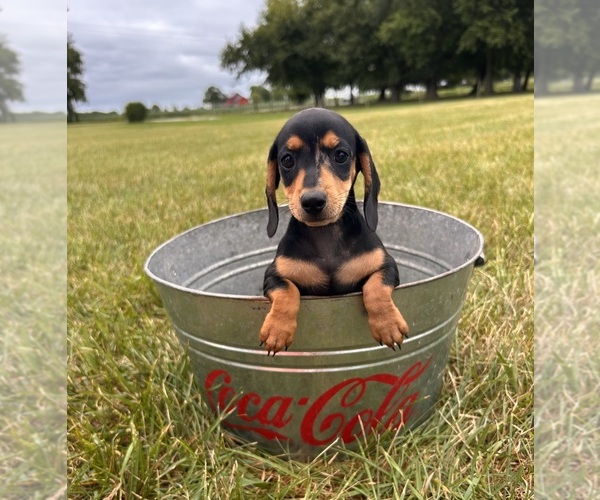Medium Photo #2 Dachshund Puppy For Sale in MIDDLEBURY, IN, USA